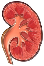 腎臓の働きを検査